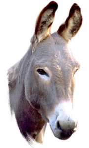 donkeyhead