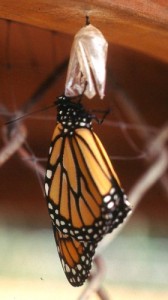 transformation-butterfly