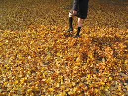 FALL BACK TO SCHOOL
