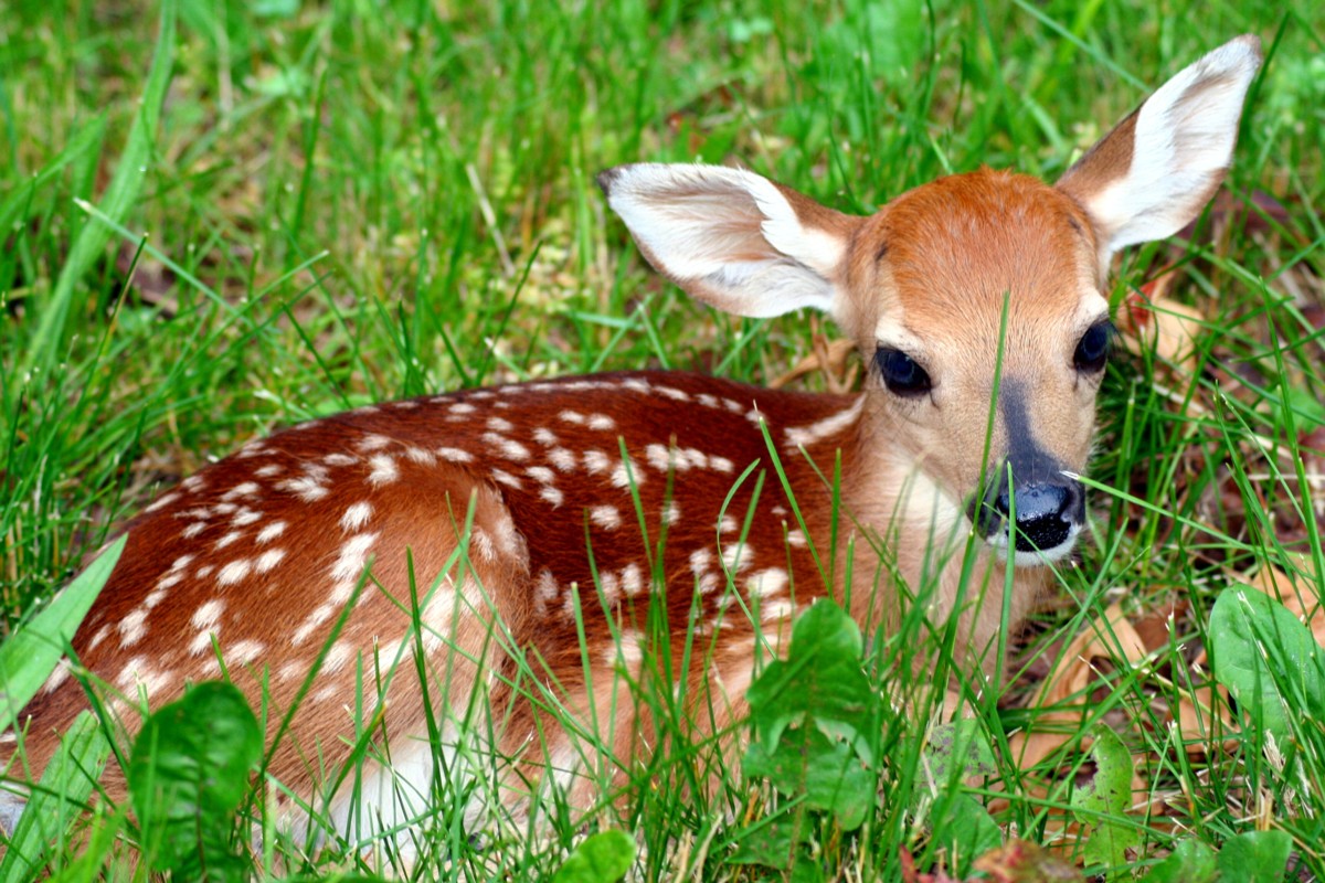 fawn