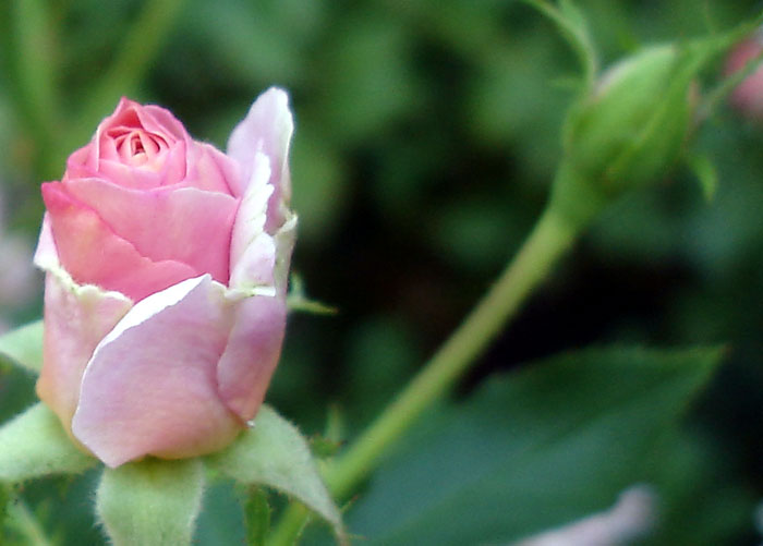 pinkrosebud