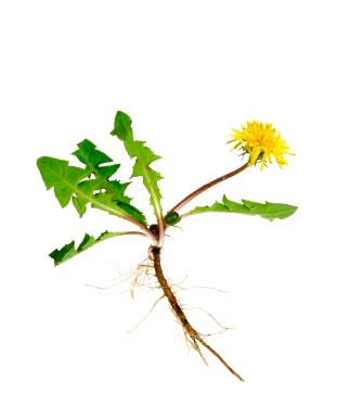 roots of a weed