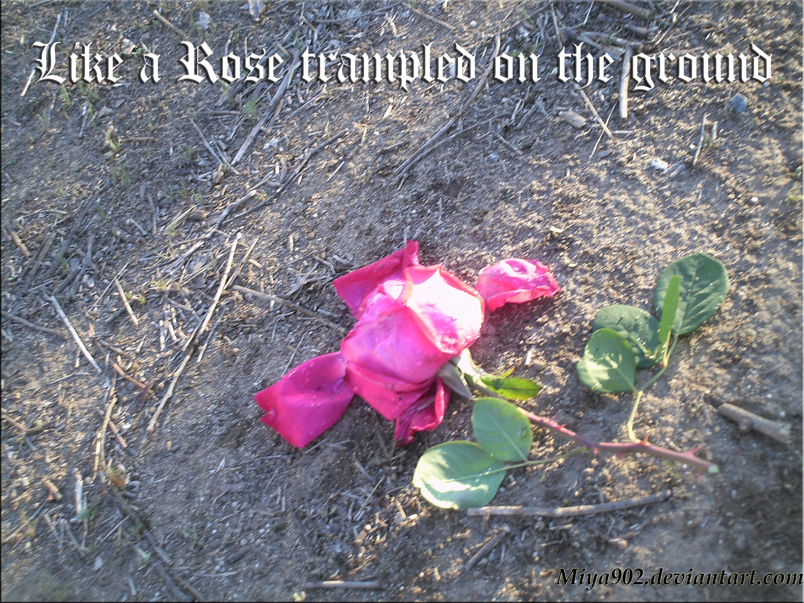 Trampled_like_a_rose_by_miya902