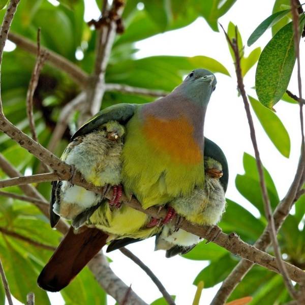 under-your-wings1